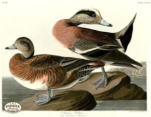 Pdxc20881 -- Audubon American Widgeon Color Illustration