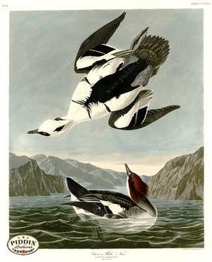 Pdxc20883 -- Audubon Smew Color Illustration