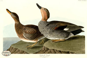 Pdxc20884 -- Audubon Gadwall Duck Color Illustration