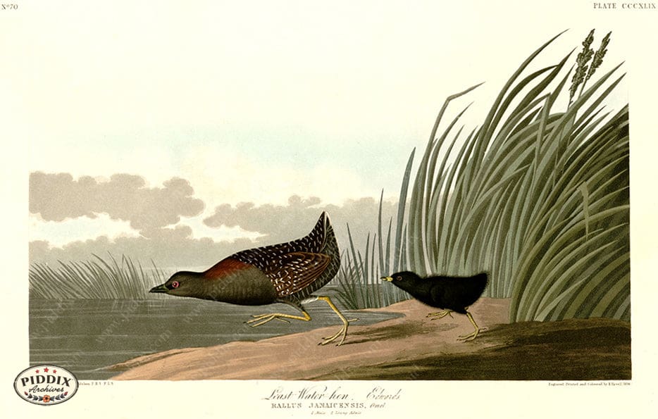 Pdxc20885 -- Audubon Least Water-Hen Color Illustration