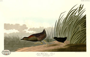 Pdxc20885 -- Audubon Least Water-Hen Color Illustration