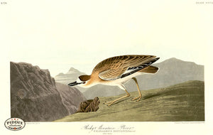 Pdxc20886 -- Audubon Rocky Mountain Plover Color Illustration