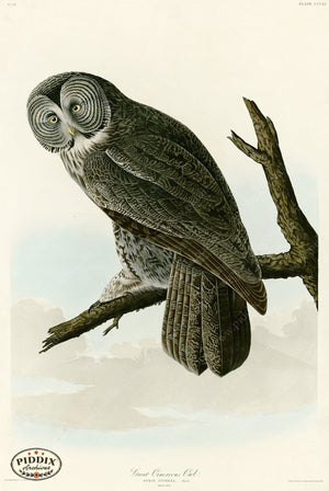 Pdxc20887 -- Audubon Great Cinereous Owl Color Illustration