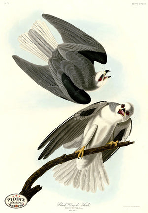 Pdxc20888 -- Audubon Black-Winged Hawk Color Illustration