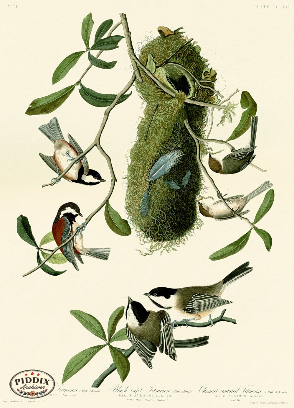 Pdxc20889 -- Audubon Chesnut-Backed Titmouse Color Illustration