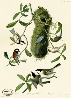 Pdxc20889 -- Audubon Chesnut-Backed Titmouse Color Illustration