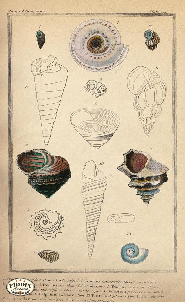 Pdxc2088B -- Seashells Color Illustration