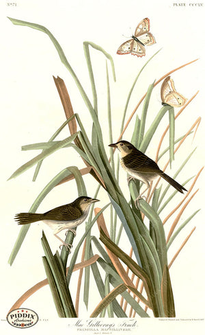 Pdxc20891 -- Audubon Macgillivrays Finch Color Illustration