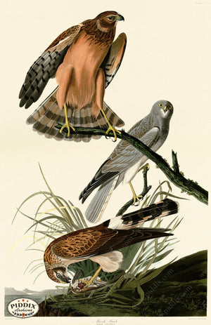 Pdxc20892 -- Audubon Marsh Hawk Color Illustration