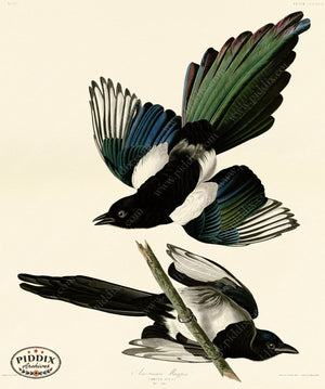 Pdxc20893 -- Audubon American Magpie Color Illustration
