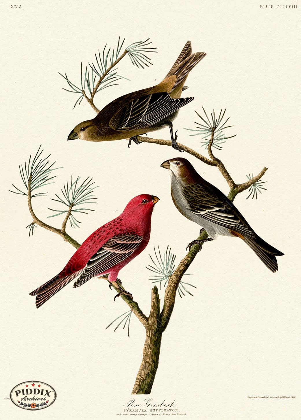 Pdxc20894 -- Audubon Pine Grosbeak Color Illustration