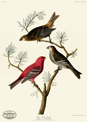 Pdxc20894 -- Audubon Pine Grosbeak Color Illustration