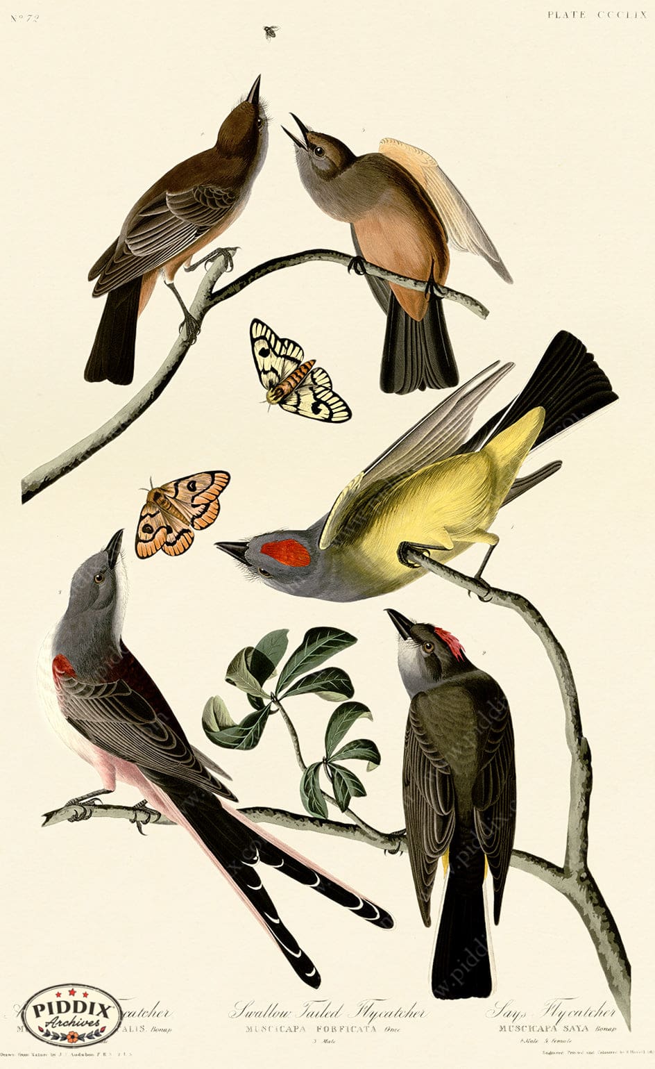 Pdxc20895 -- Audubon Swallow-Tailed Flycatcher Color Illustration