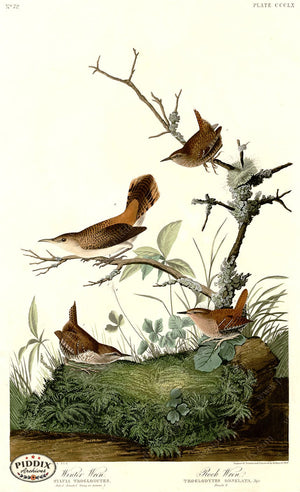 Pdxc20896 -- Audubon Winter Wren Color Illustration
