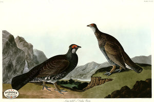 Pdxc20897 -- Audubon Dusky Grous Color Illustration