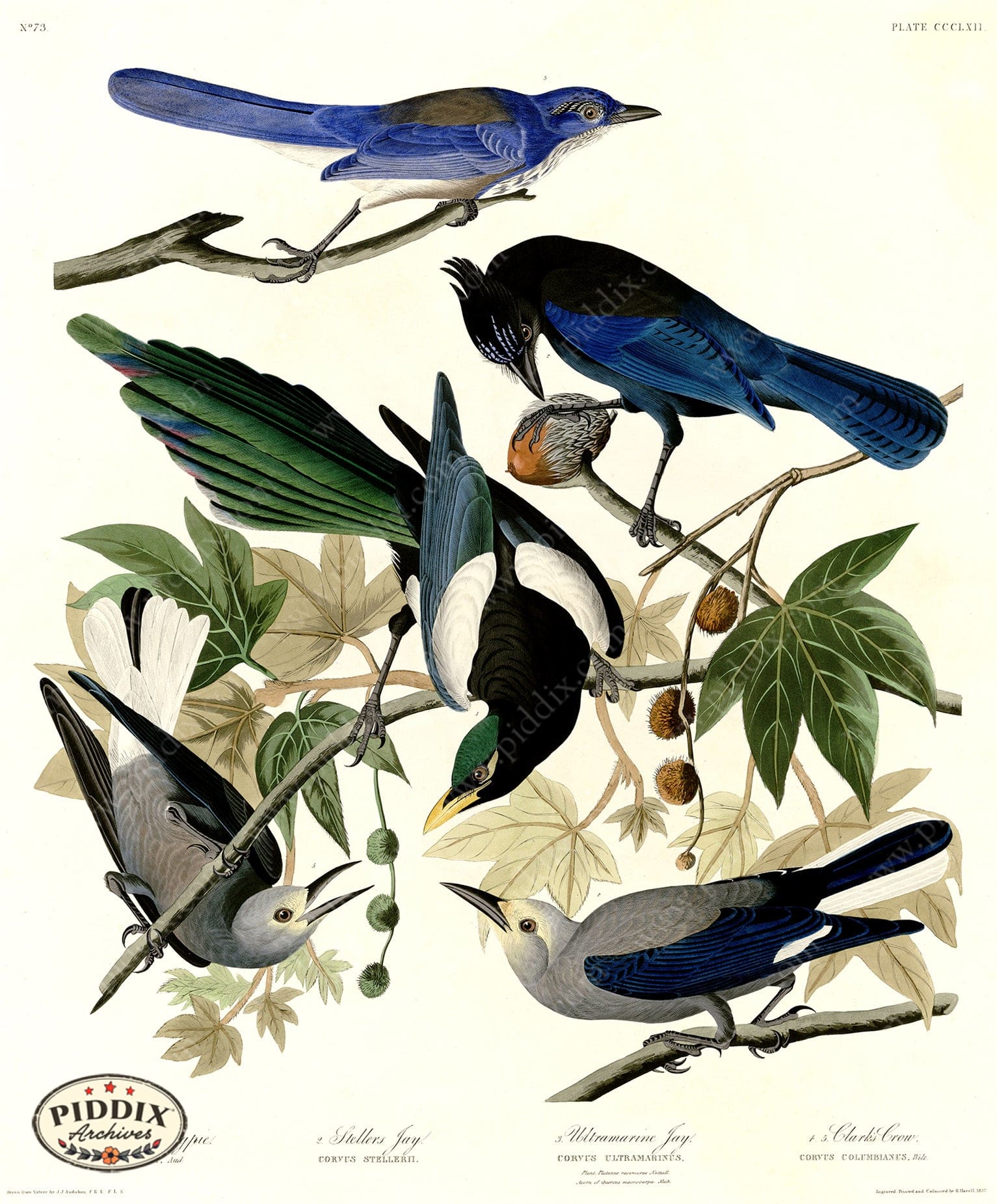 Pdxc20898 -- Audubon Stellers Jay Color Illustration