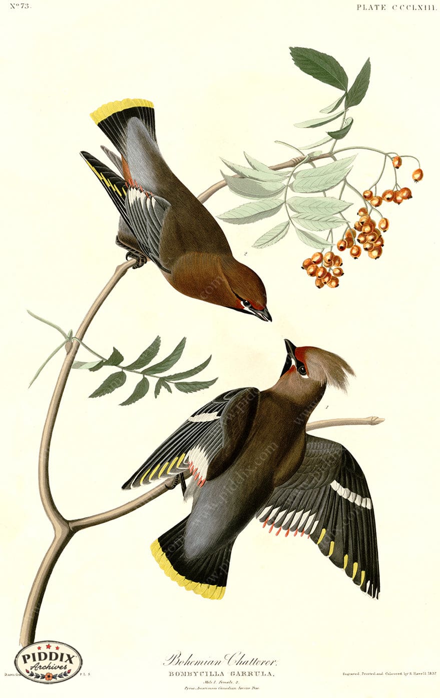 Pdxc20899 -- Audubon Bohemian Chatterer Color Illustration