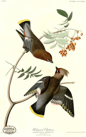 Pdxc20899 -- Audubon Bohemian Chatterer Color Illustration