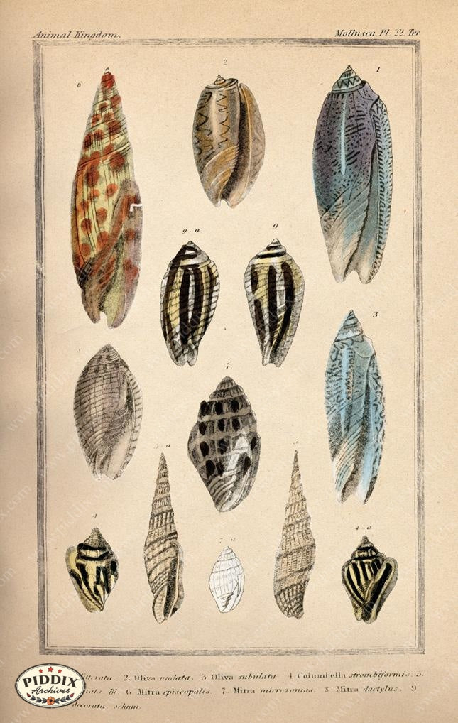 Pdxc2089B -- Seashells Color Illustration