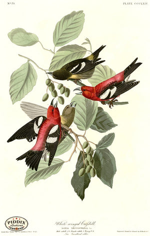 Pdxc20900 -- Audubon White-Winged Crossbill Color Illustration
