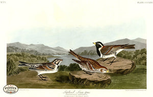 Pdxc20901 -- Audubon Lapland Long-Spur Color Illustration