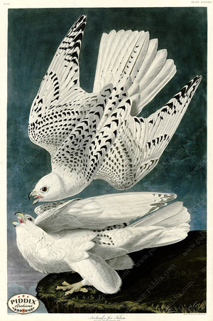Pdxc20902 -- Audubon Iceland Falcon Color Illustration