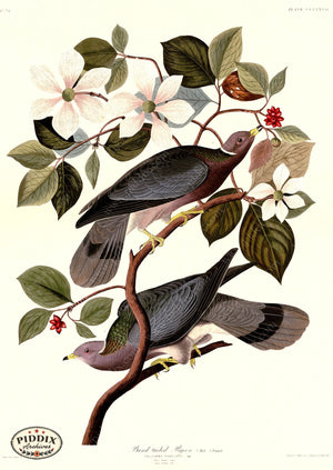 Pdxc20903 -- Audubon Band-Tailed Pigeon Color Illustration