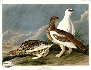 Pdxc20904 -- Audubon Rock Grouse Color Illustration