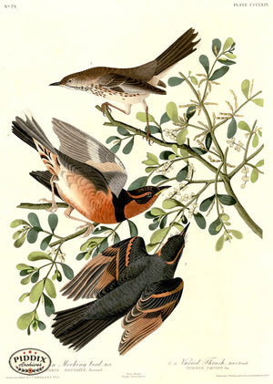 Pdxc20905 -- Audubon Mountain Mocking Bird Color Illustration
