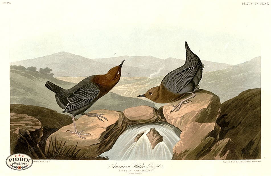 Pdxc20906 -- Audubon American Water Ouzel Color Illustration