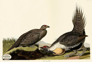 Pdxc20907 -- Audubon Cock Of The Plains Color Illustration