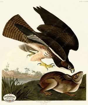 Pdxc20908 -- Audubon Common Buzzard Color Illustration