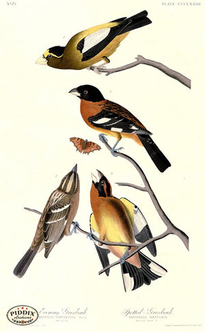 Pdxc20909 -- Audubon Spotted Grosbeak Color Illustration