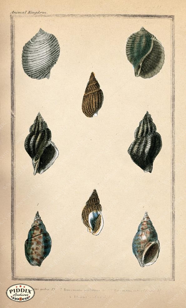 Pdxc2090B -- Seashells Color Illustration