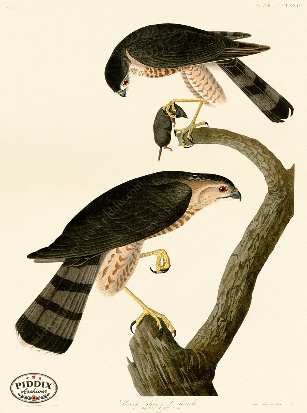Pdxc20910 -- Audubon Sharp-Shinned Hawk Color Illustration