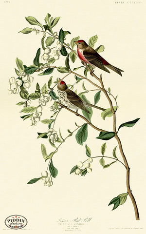 Pdxc20911 -- Audubon Lesser Red-Poll Color Illustration