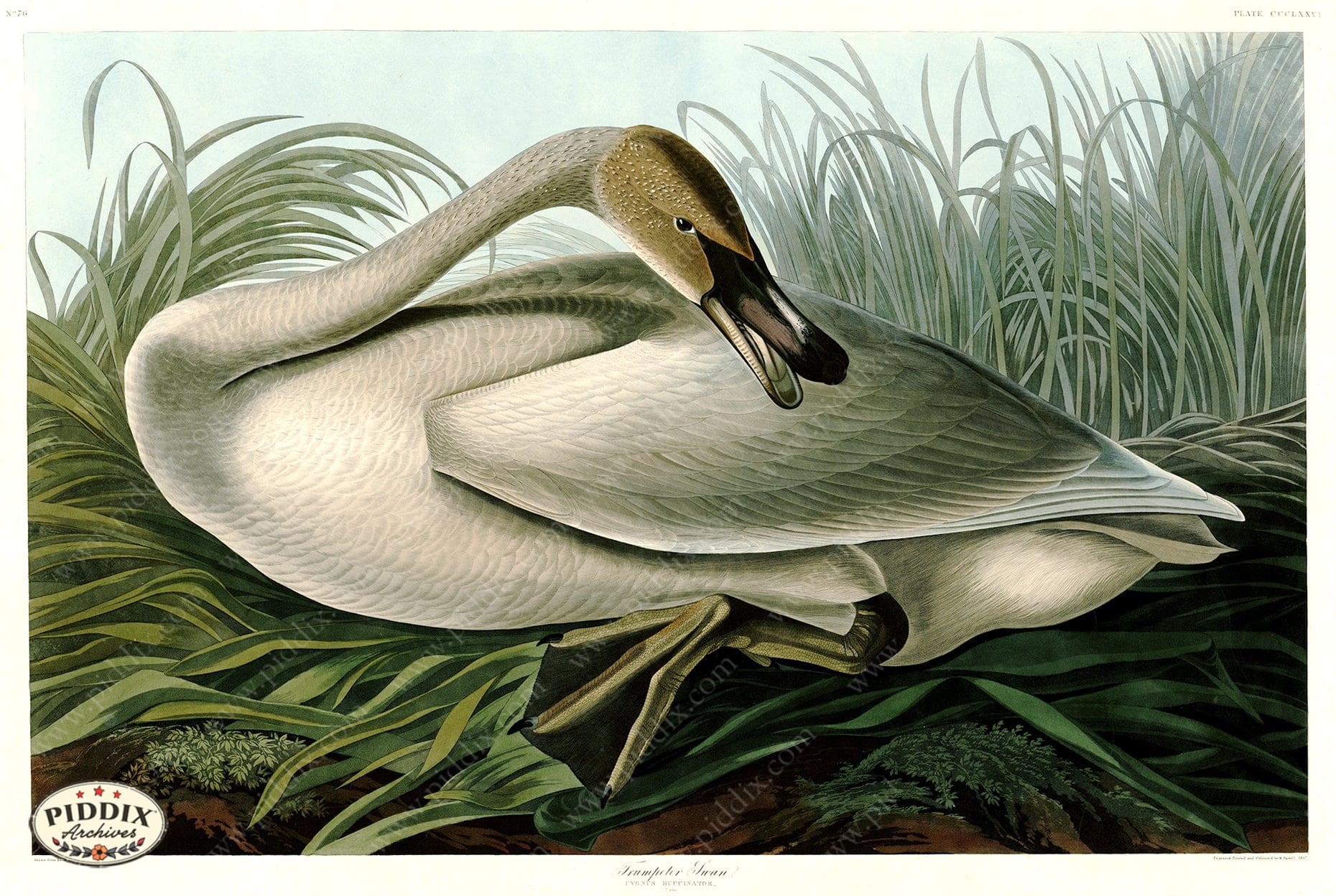 Pdxc20912 -- Audubon Trumpeter Swan Color Illustration