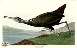 Pdxc20913 -- Audubon Scolopaceus Courlan Color Illustration