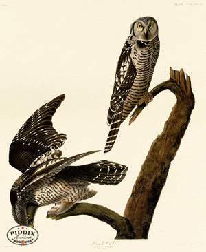 Pdxc20914 -- Audubon Hawk Owl Color Illustration