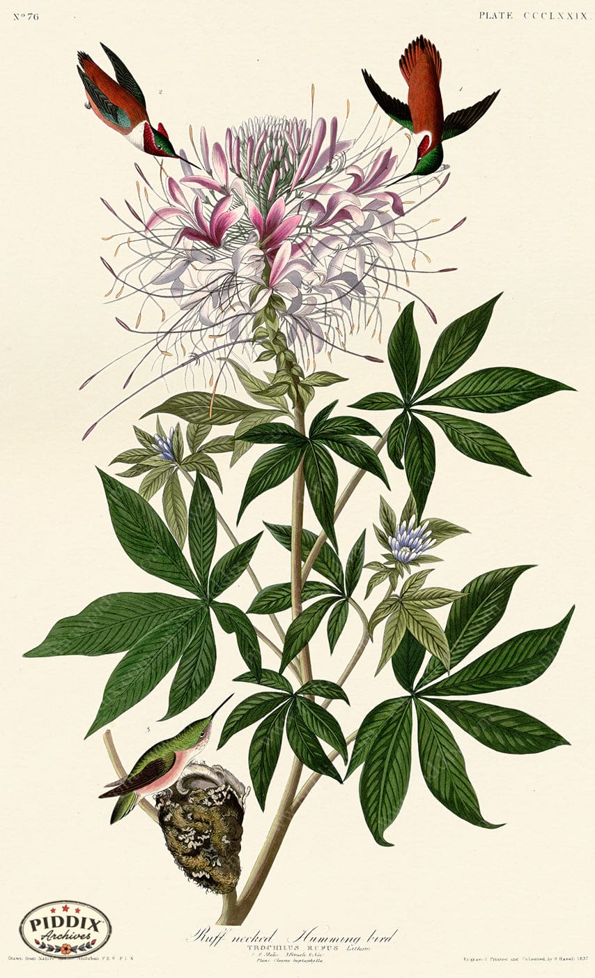 Pdxc20915 -- Audubon Ruff-Necked Humming-Bird Color Illustration