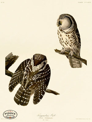 Pdxc20916 -- Audubon Tengmalms Owl Color Illustration