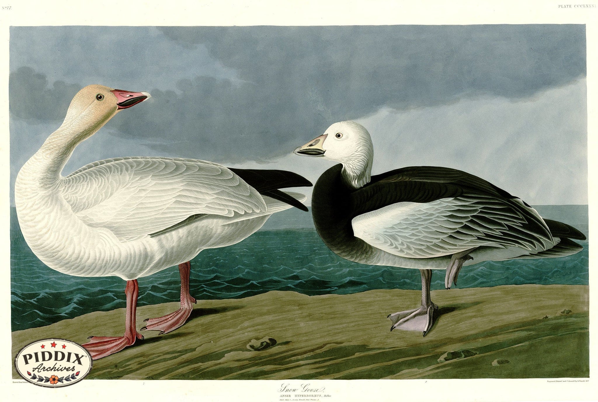 Pdxc20917 -- Audubon Snow Goose Color Illustration