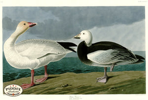 Pdxc20917 -- Audubon Snow Goose Color Illustration