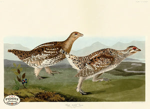 Pdxc20918 -- Audubon Sharp-Tailed Grous Color Illustration