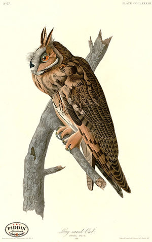 Pdxc20919 -- Audubon Long-Eared Owl Color Illustration