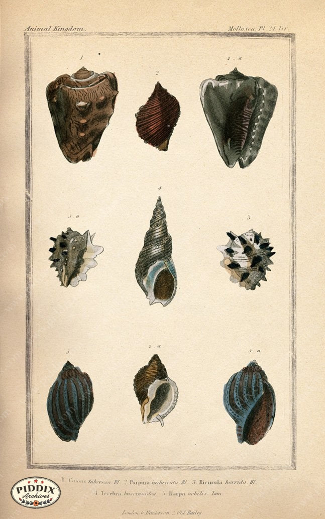 Pdxc2091B -- Seashells Color Illustration