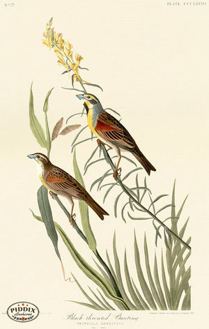 Pdxc20920 -- Audubon Black-Throated Bunting Color Illustration