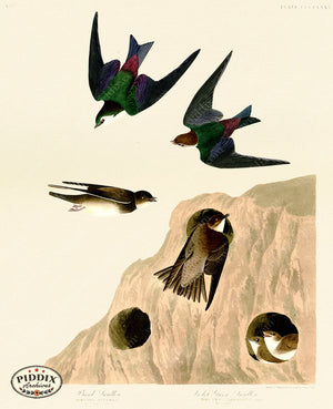 Pdxc20921 -- Audubon Violet-Green Swallow Color Illustration