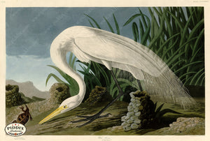 Pdxc20922 -- Audubon White Heron Color Illustration