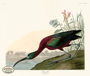 Pdxc20923 -- Audubon Glossy Ibis Color Illustration